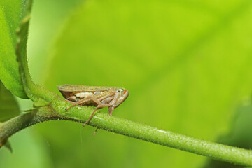 The aphid on leaf