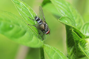 A fly insect on leaf