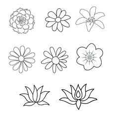 Fototapeta premium Illustration of the flowers on a white background.
