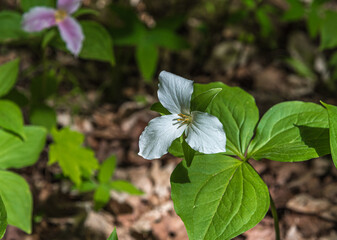 Obraz premium White Trillium