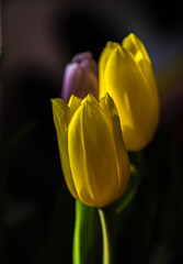 Naklejka premium Yellow and pink tulips