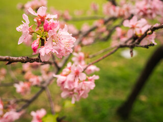 Fototapeta na wymiar sakura trees, pink cherry blossom