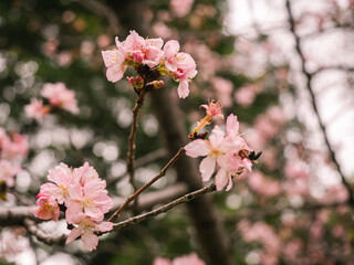 sakura trees, pink cherry blossom
