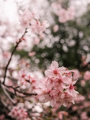 sakura trees, pink cherry blossom