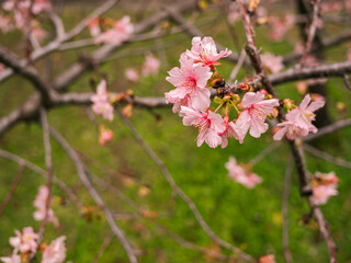 sakura trees, pink cherry blossom