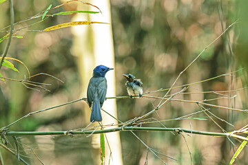 The Black-naped Monarch feeding a baby in nature.