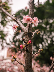 sakura trees, pink cherry blossom
