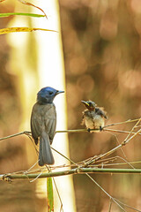 The Black-naped Monarch feeding a baby in nature.