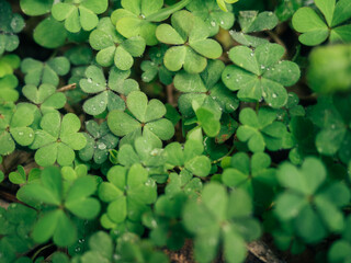 Lucky clover leaves cover background