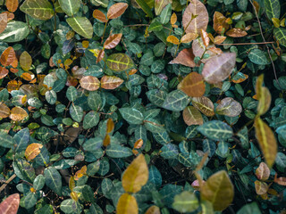 green and yellow leaves cover background