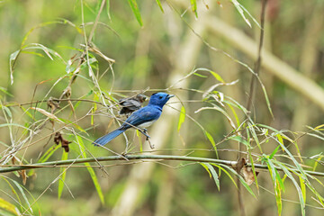 The Black-naped Monarch feeding a baby in nature.