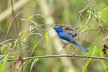The Black-naped Monarch feeding a baby in nature.