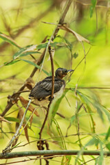 The  baby of Black-naped Monarch in nature.