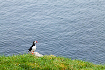 Atlantic puffin from Borgarfjordur fjord, east Iceland