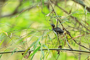 The  baby of Black-naped Monarch in nature.