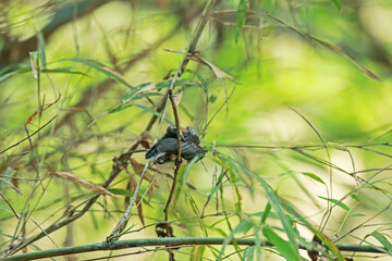 The  baby of Black-naped Monarch in nature.