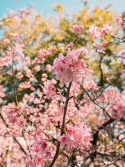 sakura trees, pink cherry blossom