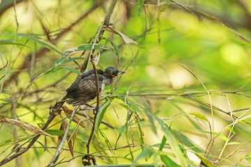 The  baby of Black-naped Monarch in nature.