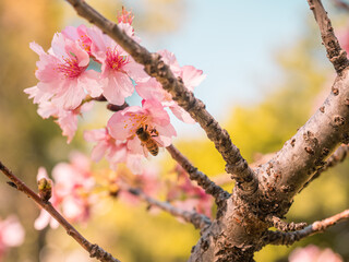 sakura trees, pink cherry blossom