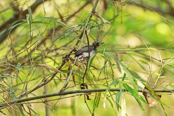 The  baby of Black-naped Monarch in nature.
