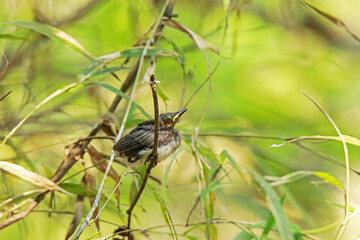 The  baby of Black-naped Monarch in nature.