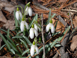 Blooming  snowdrops in the forest
