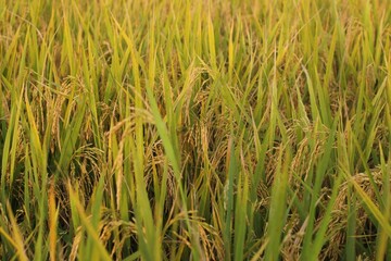 rice field
