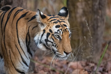 A tiger walking in India, Madhya Pradesh, head