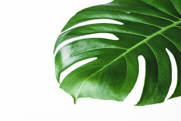 Green freshness monstera palm leaf plant