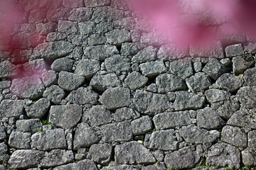 桜と石垣