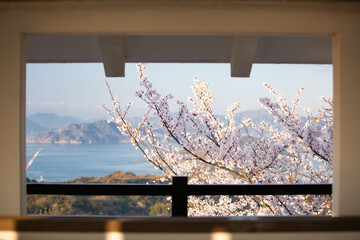 城から見る桜