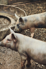 Fototapeta premium These pigs come in pairs. Cropped shot of pigs in their pen on a farm outside.