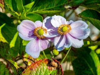 Fototapeta premium Pair Japanese Anemone
