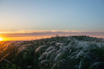 Fototapeta na wymiar Green hills with dry grass at sunset.