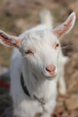 portrait of a white goat