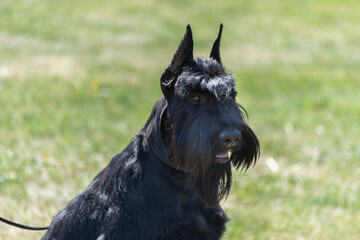 Black dog on a green field.