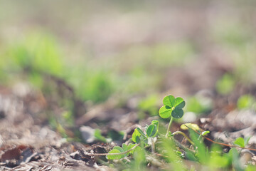 四つ葉のクローバー / Four leaf clover