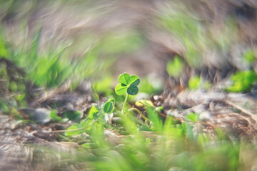 四つ葉のクローバー / Four leaf clover
グルグルボケで撮影したものです。