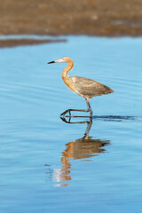 A reddish egret bird, searching for its next meal, is wading in shallow water with a reflection at Ding Darling National Wildlife Refuge on Sanibel Island, Florida.