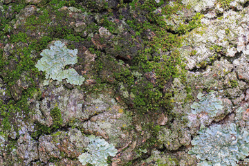 lichen on tree bark