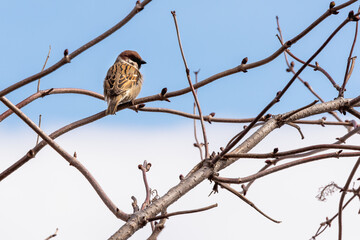 A sparrow sits on a branch in spring.