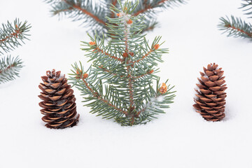 Cones in the snow and small Christmas trees.