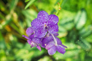 Obraz premium Small beautiful purple flowers with drops of water. Flower Vanda teres – type of orchids. Copy space.