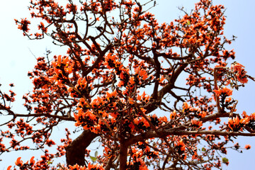 Palash flower and palash tree with blue skey, the flame of the forest,Closeup and blur background,Orange-Yellow colour,Natural beauty of spring time