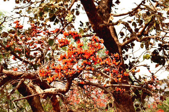 Palash flower and palash tree the flame of the forest,Closeup and blur background,Orange-Yellow colour,Natural beauty of spring time