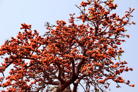 Palash flower tree with palash flower,Blue skey,Orange-Yellow colour,Natural beauty of spring time