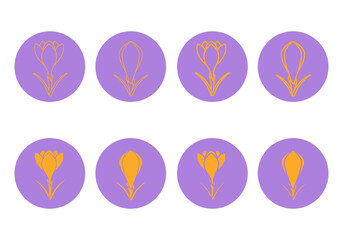 Crocus thick line, thing line and flat round icons isolated on white background. Crocus sativus. Saffron flowers pictogram for spice production, eco emblem, sticker or other. Vector illustration. Set.