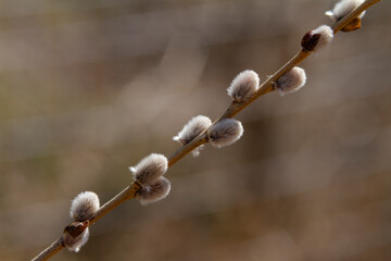 Spring flowers and tree sprouting in a park close up.
