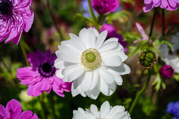 Obraz premium 桜の次はアネモネ畑へ