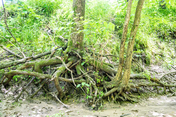 Exposed root system of a tree next to a sandy river bank where soil has eroded. 